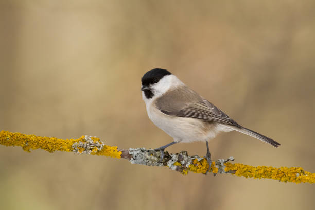 istock Bird - Marsh Tit perched on tree, winter in wildlife Poland Europe 1473675887