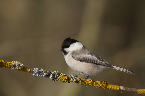 istock Bird - Marsh Tit perched on tree, winter in wildlife Poland Europe 1473675968