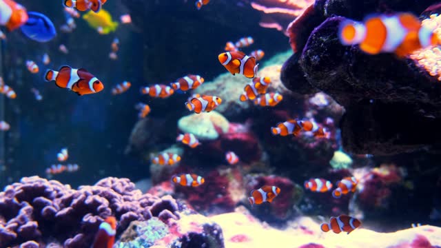 Tropical clownfish swimming in the green anemone. Nemo and anemone. Underwater nemo fish footage of the wildlife on the coral reef.