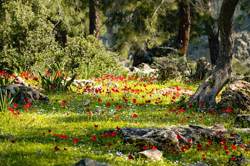 Flowers Blooming in the Meadow in Spring