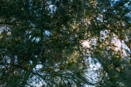 Sunlight Seeping Through Pine Leaves