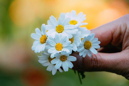 Woman Holding Daisies