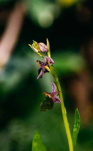 Wild Orchid in Spring