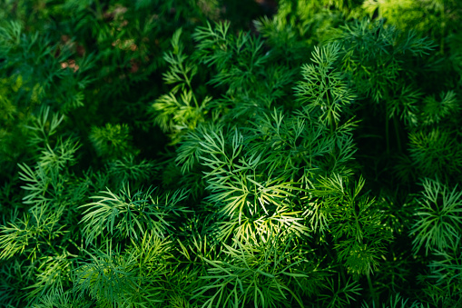 Close-up Dill Grass