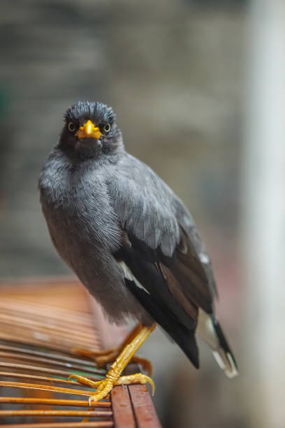 istock Jalak Kebo or Javan Myna (Acridotheres javanicus) looking at the camera 1473677667