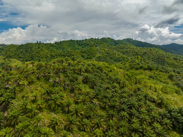 istock Oil palm plantations. Borneo, Malaysia. 1473679701