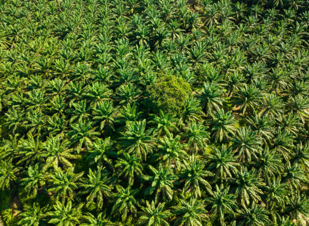 istock Oil palm plantations. Borneo, Malaysia. 1473679915
