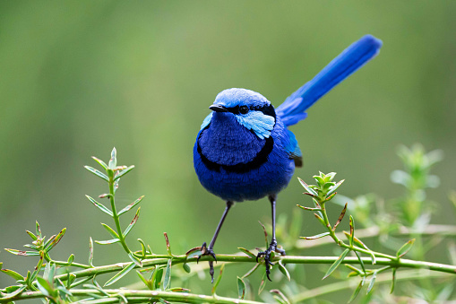 Eastern Bluebird, Sialia sialis, male bird perching in a wildflower field.