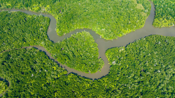 istock Mangroves in Borneo, Malaysia. 1473680625