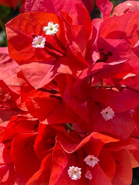 istock Beautiful Bougainvillea 1473681169