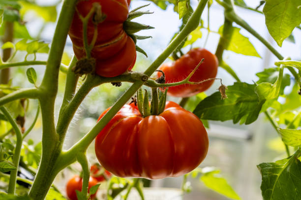 Ripe red organic heirloom tomatoes on the vine