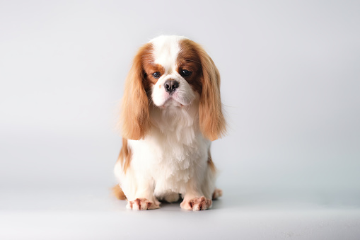 A chic little sad cavalier King Charles spaniel after grooming on a gray background.