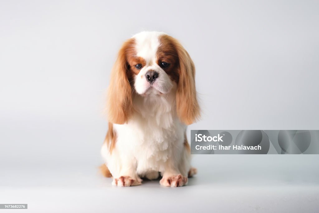 A chic little sad cavalier King Charles spaniel after grooming on a gray background A chic little sad cavalier King Charles spaniel after grooming on a gray background. Cavalier - Cavalry Stock Photo