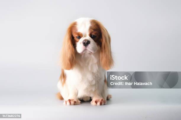 A Chic Little Sad Cavalier King Charles Spaniel After Grooming On A Gray Background Stock Photo - Download Image Now