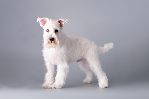 Miniature schnauzer of rare white color after grooming.
