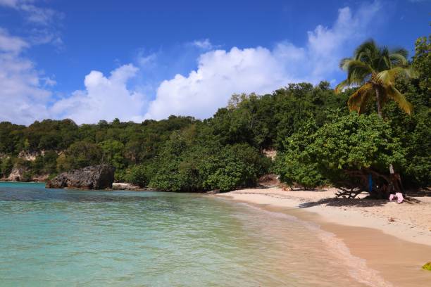 istock Beautiful beach - Guadeloupe 1473682830