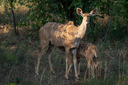 Greater kudu stands suckling calf in clearing