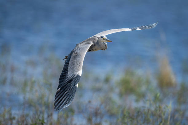 istock Grey heron gliding over river in sunshine 1473684362