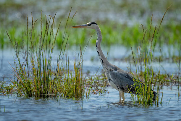 istock Grey heron stands in grass in shallows 1473684416