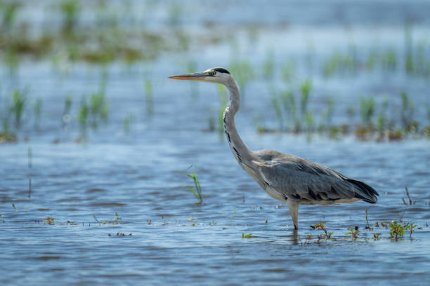 istock Grey heron stands in shallows in sunshine 1473684424