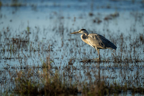 czapla siwa brodzi przez płycizny z profilu - gray heron zdjęcia i obrazy z banku zdjęć