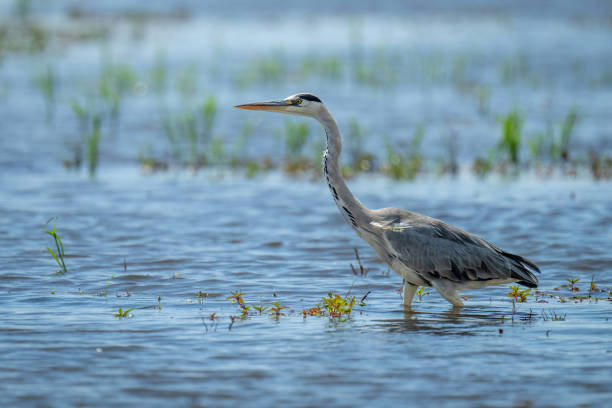 istock Grey heron wading through shallows in sunshine 1473684481