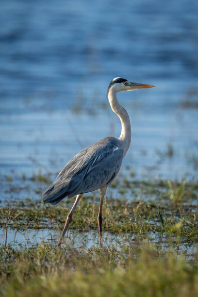 istock Grey heron walks down riverbank in sunshine 1473684503