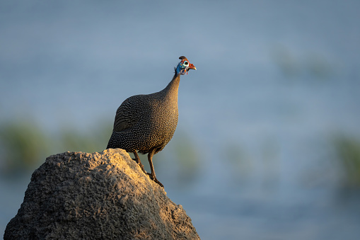 Helmeted guineafowl on termite mound in profile