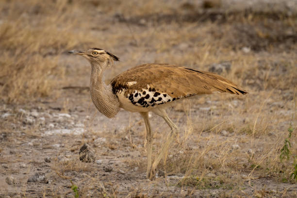 istock Kori bustard walks across savennah eyeing camera 1473684906