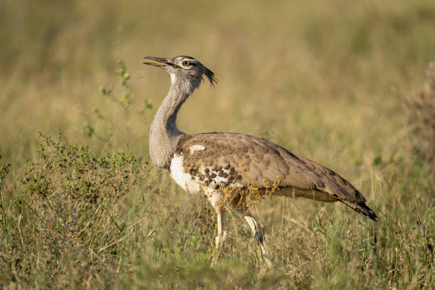 Kori bustard walks through grass opening mouth