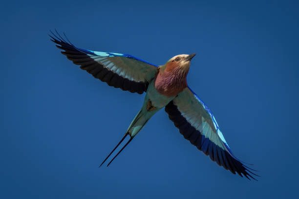istock Lilac-breasted roller flies across clear blue sky 1473685079