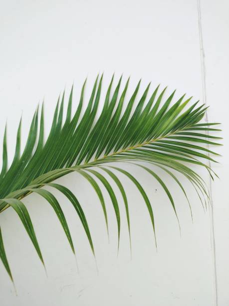 istock Green leaves on the white 1473685319