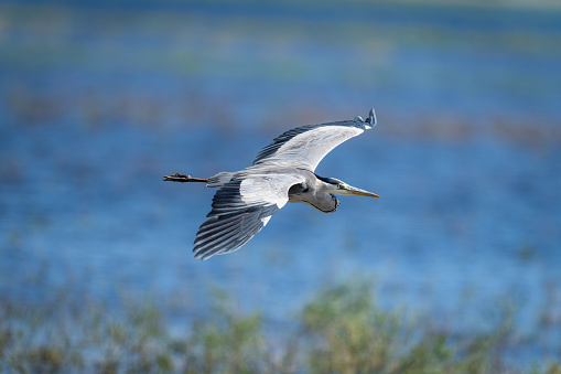 Grey heron glides over river in sunshine
