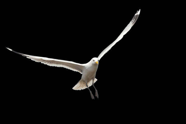 istock white bird flying isolated on black 1473686672