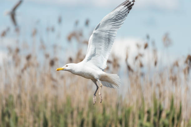 istock seagull flies on a background of reeds 1473686674