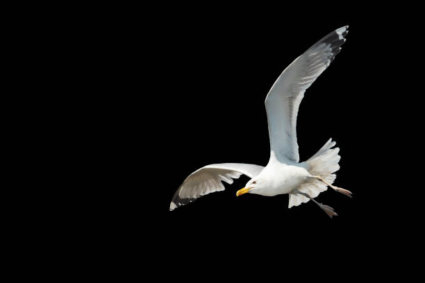 istock white bird flying spread wings isolated on black 1473686681