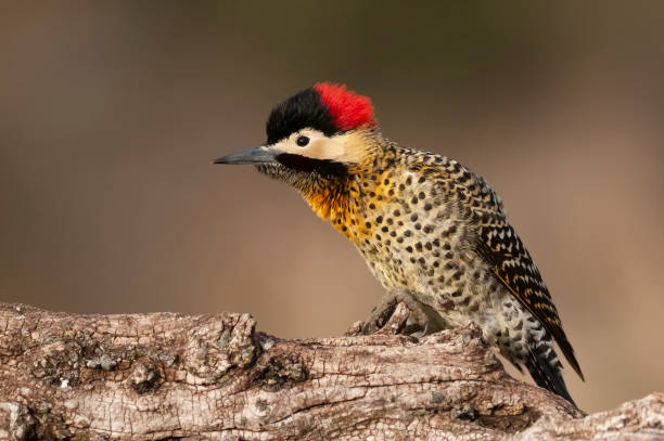 Green barred Woodpecker in forest environment,  La Pampa province, Patagonia, Argentina. stock photo