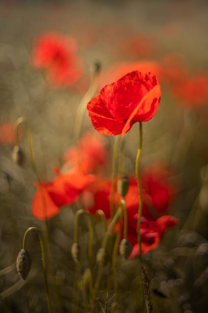 istock Poppy flowers 1473686958