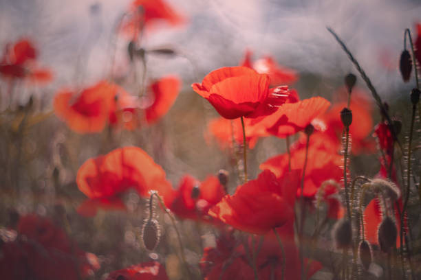 istock Poppy flowers 1473686963