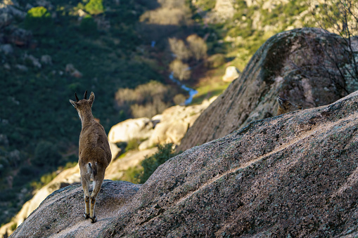 Deer on a rock overlooking a valley full of trees and a river