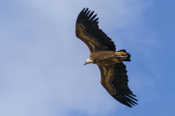 griffon vulture flying through the blue sky - oof imagens e fotografias de stock