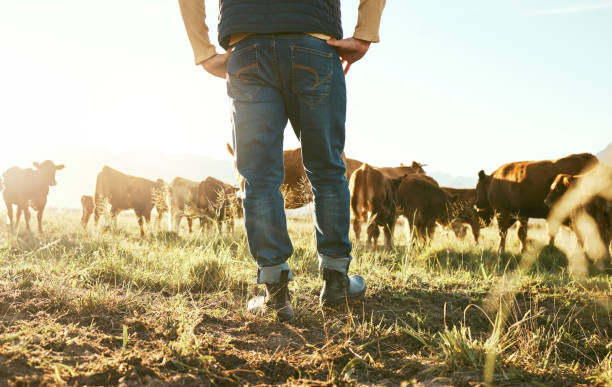 Cow, farmer and man on grass field in nature for meat, beef or cattle food industry. Closeup back view of farming livestock, cows and agriculture animals, milk production and management in sunshine vaca, agricultor y hombre en campo de hierba en la naturaleza para la industria alimenticia de carne, carne o ganado. vista trasera en primer plano de la ganadería, las vacas y los animales agrícolas, la producción y el manejo de la leche bajo el sol