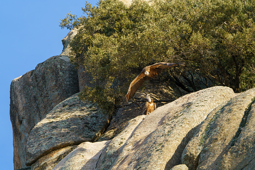 Pair of vultures in the nest on a rocky outcrop, one of them flying with a tree in the background
