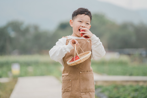 Half-length waist-up medium front shot of a young smiling Asian boy, who is wearing apron, holding a basket and eating some fresh strawberries  while standing, after harvesting organic fruits from the farm land. He is looking at the camera.\n\nYoung happy cheerful male child having fun farming and harvesting or picking vegetables and fruits in a local farm or ranch, learning and experiencing sustainable lifestyle in the nature rural area.