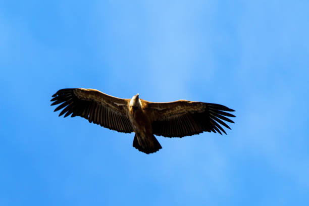 istock Griffon vulture flying through the blue sky 1473688317