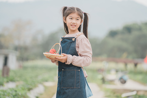 Half length waist-up shot of young smiling Asian girl who is wearing apron, holding a basket of strawberries while harvesting fruits in the farm and standing. She is looking at the nature mountain views.

Young happy cheerful female child having fun farming and harvesting or picking vegetables and fruits in a local farm or ranch, learning and experiencing sustainable lifestyle in the nature rural area.