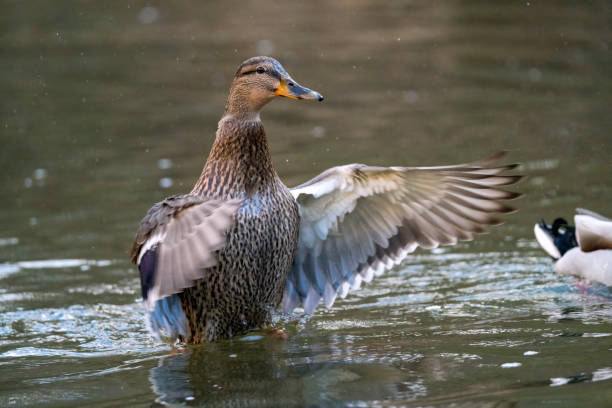 istock Duck in the water flapping and waving on the river 1473688543