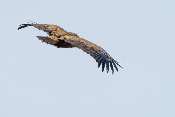 istock Griffon vulture flying through the blue sky 1473689330