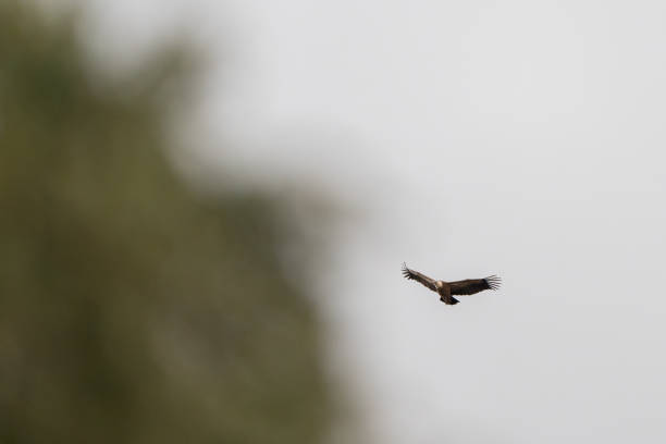 istock Griffon vulture flying close to the trees in a white sky 1473689345