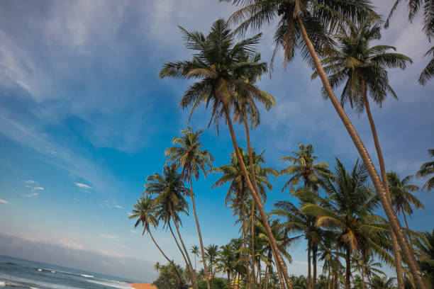istock palm trees ocean beach sri lanka 1473689559